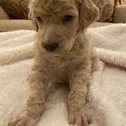Torin - Apricot male Poodle puppy in Texarkana, Arkansas from Luxe N Libby