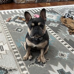 Denim - French Bulldog