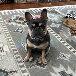 Denim - French Bulldog