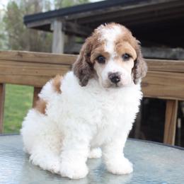 Shamrock-male - Parti male Poodle puppy in Scottsville, Kentucky from Barren River Bernedoodles and Poodles