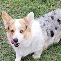 American Corgis and Pembroke Welsh Corgis from Double K Corgis