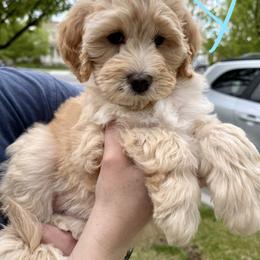 Bernedoodle, Cavalier King Charles Spaniel, and Poodle Puppies from Ellas.Pups (Bernedoodles & Cavapoos)