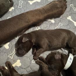 Number 10 - Chocolate female Labrador Retriever puppy in Greenville, North Carolina from Gales Creek Labrador Retrievers