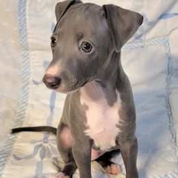 Gamechanger - Blue male Italian Greyhound puppy in Cadwell, Georgia from All The DoDa Day Italian Greyhounds