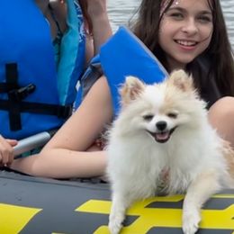 Pomeranian Puppies from La Belle Pomeranians