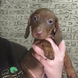 Scotty - Red male Dachshund puppy in Athens, Texas from County Road Puppies