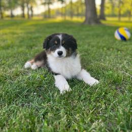 Goose - with tail - Black tri-color female Australian Shepherd puppy in Kentland, Indiana from Pine Grove Aussies