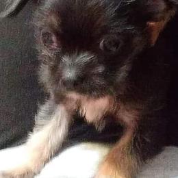 Chihuahuas, Companion Crosses, and Shih Tzus from Dilka's Puppies