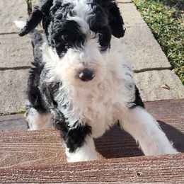 Sheepadoodle Puppies from Jaqueline Sparks