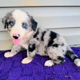 Theo - Blue merle male Australian Shepherd puppy in Charlotte, North Carolina from Awesome Aussies