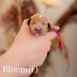 Bloom - Apricot female Goldendoodle puppy in Acton, Maine from Silver Pines Pups