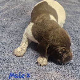 Male 2 - Liver and white male German Shorthaired Pointer puppy in Oakland City, Indiana from Cox Family Farms