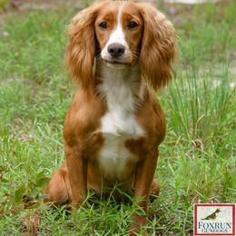 English Cocker Spaniel and Pointer All Grown Up from Foxrun Gundogs