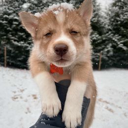 Nacho - Girl 1 🧡 - Red and white Siberian Husky puppy in Rhode Island from Home Pack Huskies