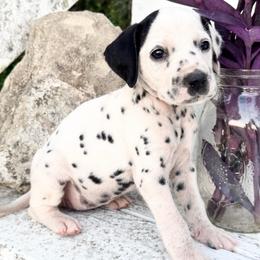 Patched(HUA) - White and black female Dalmatian puppy in Westhoff, Texas from Smart Dalmatians (LUA/HUA)