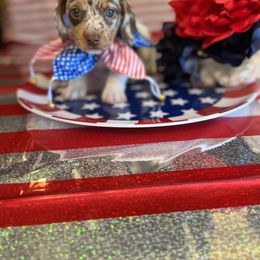 Boy 1 - Dachshund puppy in Missoula, Montana from Rocky Mountain Dachshunds