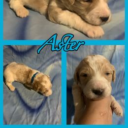 Aster - Goldendoodle puppy from Zona’s Teddybear GoldenDoodles