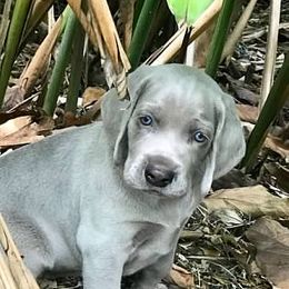 Weimaraner Puppies from Greyborn Weimaraners