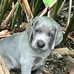 Weimaraner Puppies from Greyborn Weimaraners