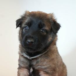 Sansa - Fawn female Belgian Malinois puppy in Baltimore, Maryland from Abenteurer German Shepherds & Belgian Malinois