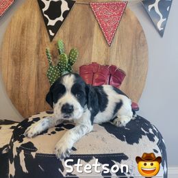 Stetson - Black and white male English Springer Spaniel puppy in 5 Points, Tennessee from Tenn South Springer Spaniels