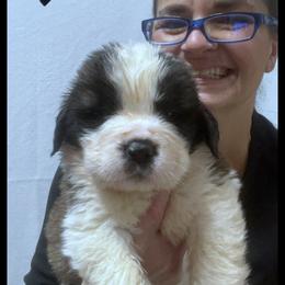 Black collar - Mahogany and white male Saint Bernard puppy in New Philadelphia, Ohio from Fletchers Saints