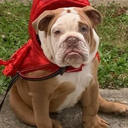 Bulldogs from Lilac-A-Bulls