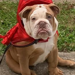 Bulldogs from Lilac-A-Bulls