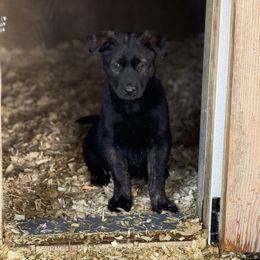 Male Malinois - dark - well balanced for any lifestyle - Black sable male Belgian Malinois puppy in Dallas, Texas from OreVis Malinois