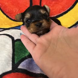 Peach - Blue and gold female Yorkshire Terrier puppy in Kendallville, Indiana from Yorkies Kisses