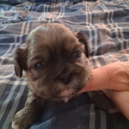 Cooper - Chocolate male Shih Tzu puppy in Lake Worth, Florida from Shih Tzu Cottage