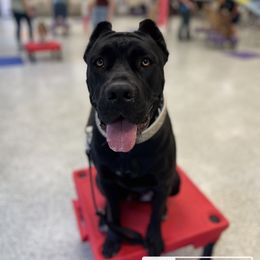 Agnes - Cane Corso
