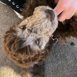 Poodle Puppies from Ruth’s Poodles