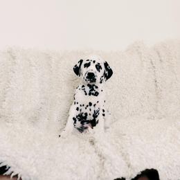Black White Male - White and black male Dalmatian puppy in Fayette, Missouri from Lazy B Bassets and Dalmatians