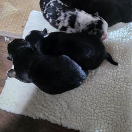Miniature Australian Shepherd puppies from Tin Roof Aussies