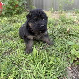 White male - Black and red male German Shepherd puppy in Herrick, South Dakota from Dakota Shepherds Kennels