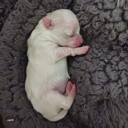 Maltese Puppies from Maltese Colorado