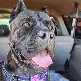 Cane Corso puppies from Earth and Ship Cane Corso