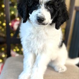 Tammy Wynette - Black and white female Aussiedoodle puppy in Arizona from Coats of Many Colors LLC