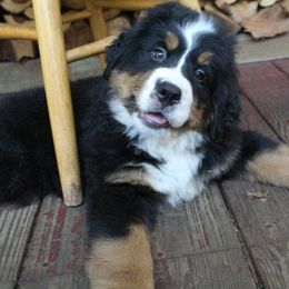 Bernese Mountain Dog Puppies from Baby Bear Bernese Kennel