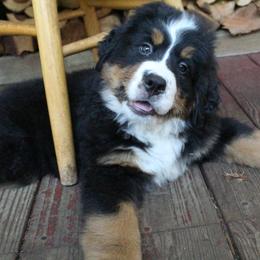 Bernese Mountain Dog Puppies from Baby Bear Bernese Kennel