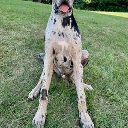 Great Dane Puppies from F&B Kennels