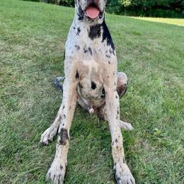 Great Dane Puppies from F&B Kennels