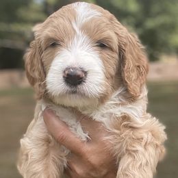 Goldendoodles from Old Home Place Doodles