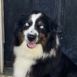 Jester - Australian Shepherd