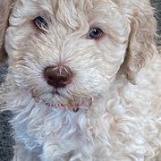 Barbet Puppies from Chateau Barbets