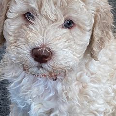 Barbet Puppies from Chateau Barbets