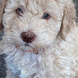 Barbet Puppies from Chateau Barbets