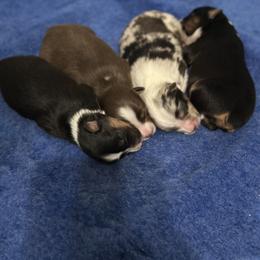Belgian Malinois and Miniature American Shepherd Puppies from Raindance Ranch