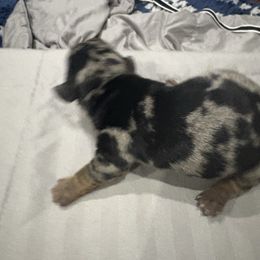 Boy 1 - Dapple male Dachshund puppy in Mobile, Alabama from Lady and the Tramp Dachshunds